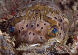 Porcupine fish.
Lembeh.
60mm. by Mark Thomas 